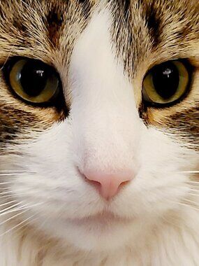 Meet your Posher, Nine